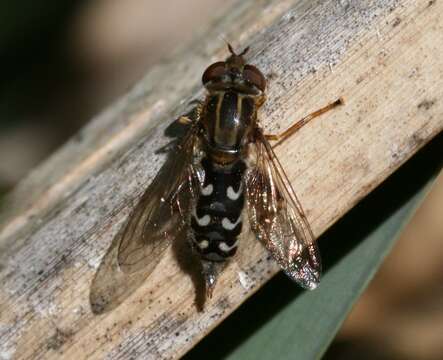 Image of Anasimyia contracta