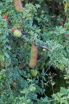 Plancia ëd Ebenopsis confinis (Standl.) Barneby & J. W. Grimes