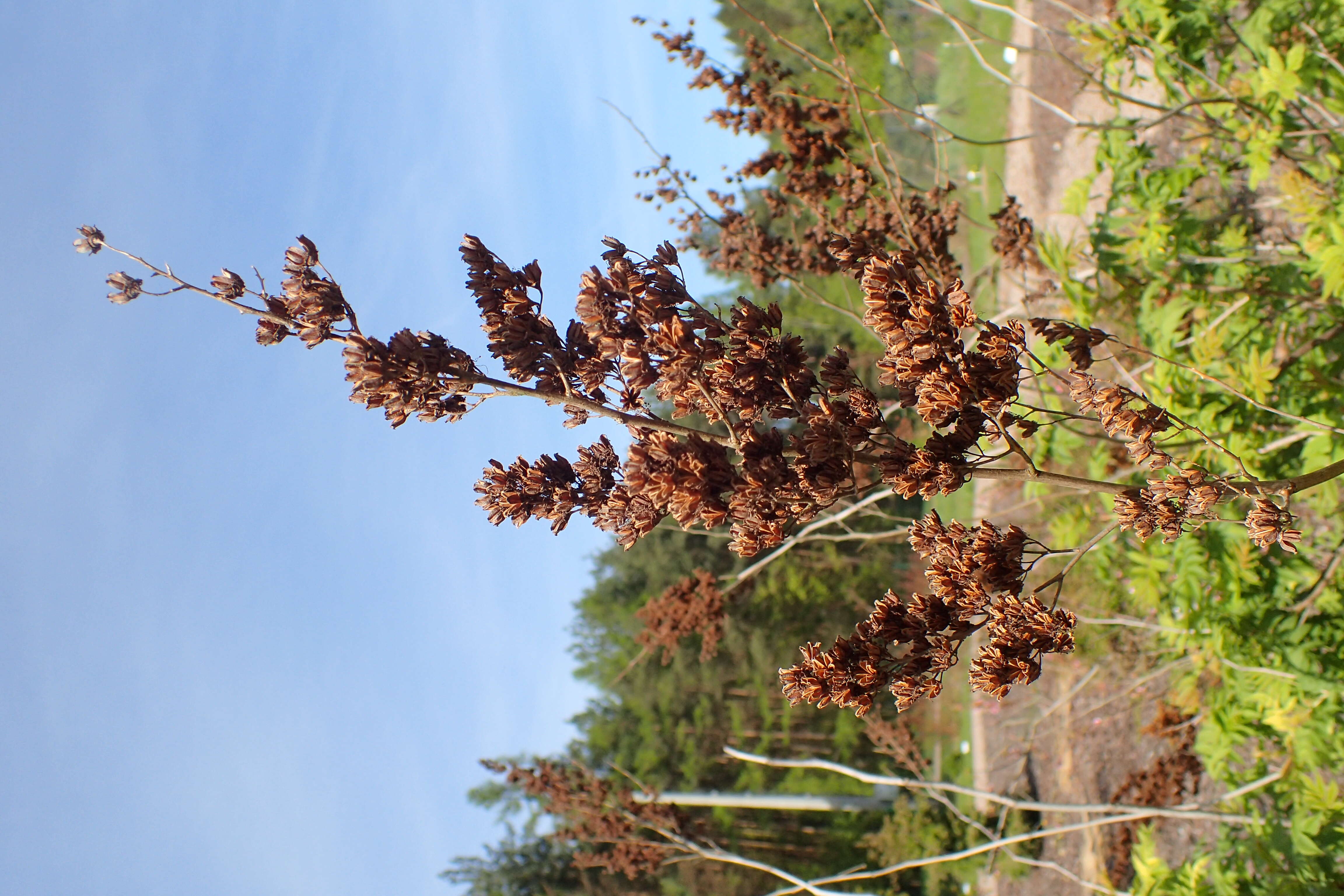 Image of false spiraea