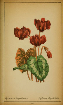 Image of Sowbread
