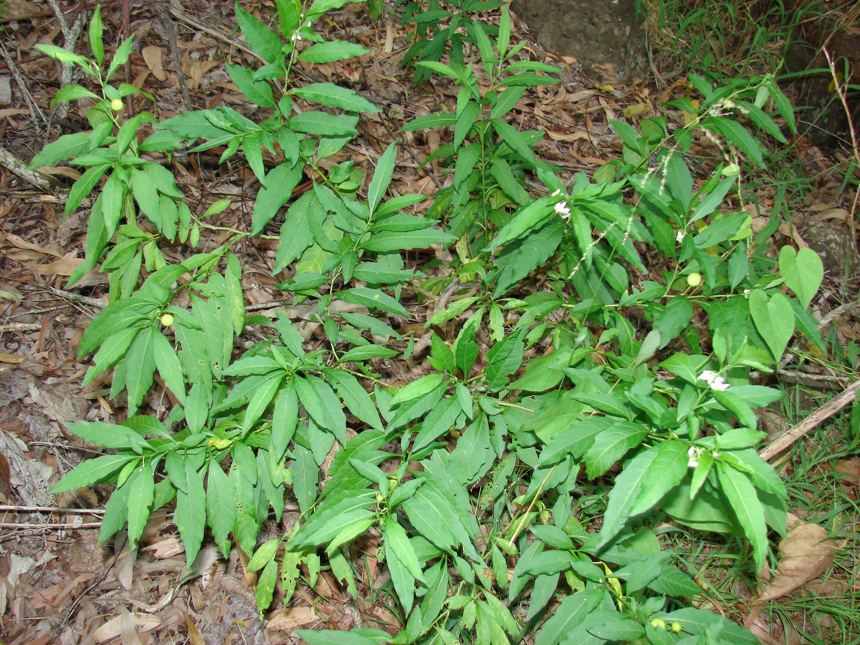 Image of Jerusalem Cherry