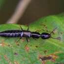 Image of Leptacinus intermedius Donisthorpe 1936