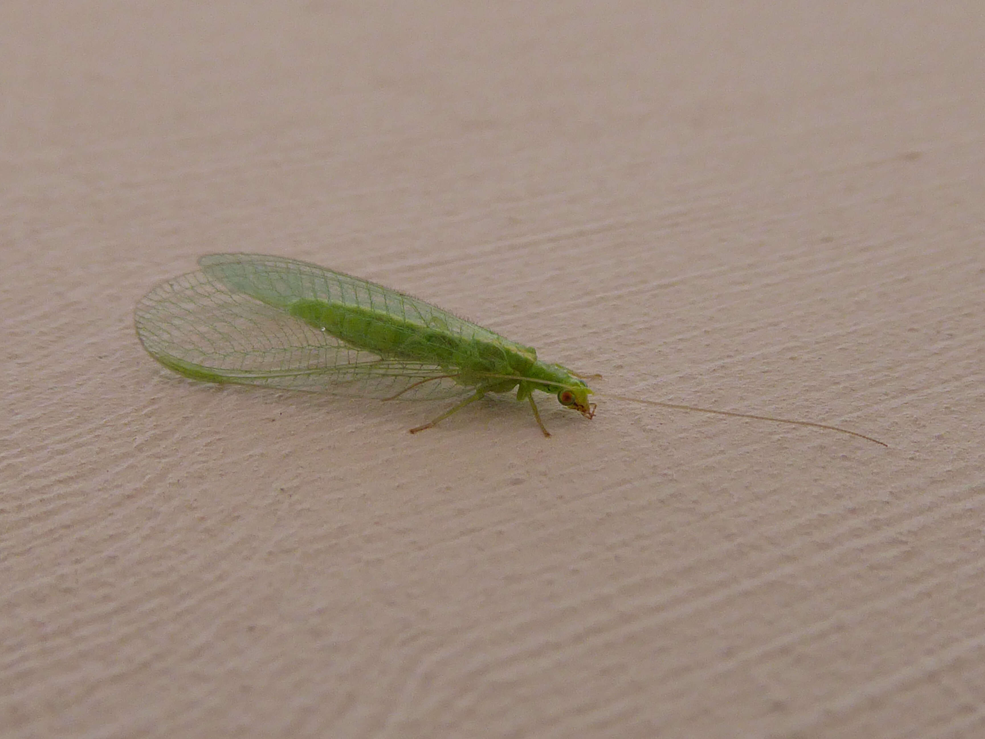 Image of Common green lacewing