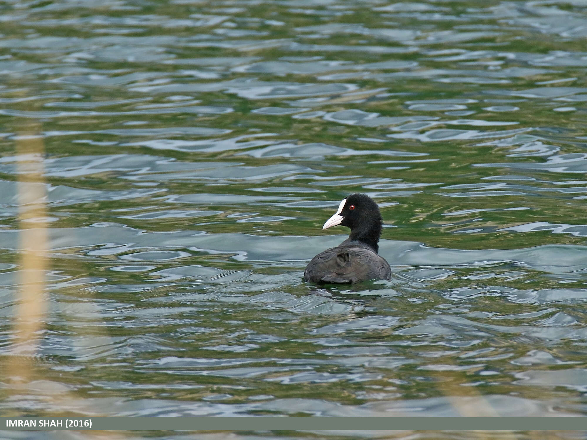 Image of Common Coot