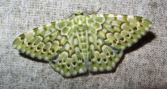 Image of Chlororithra