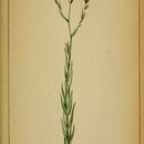 Image of Linum tenuifolium L.