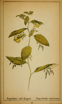 Image of Jewelweeds