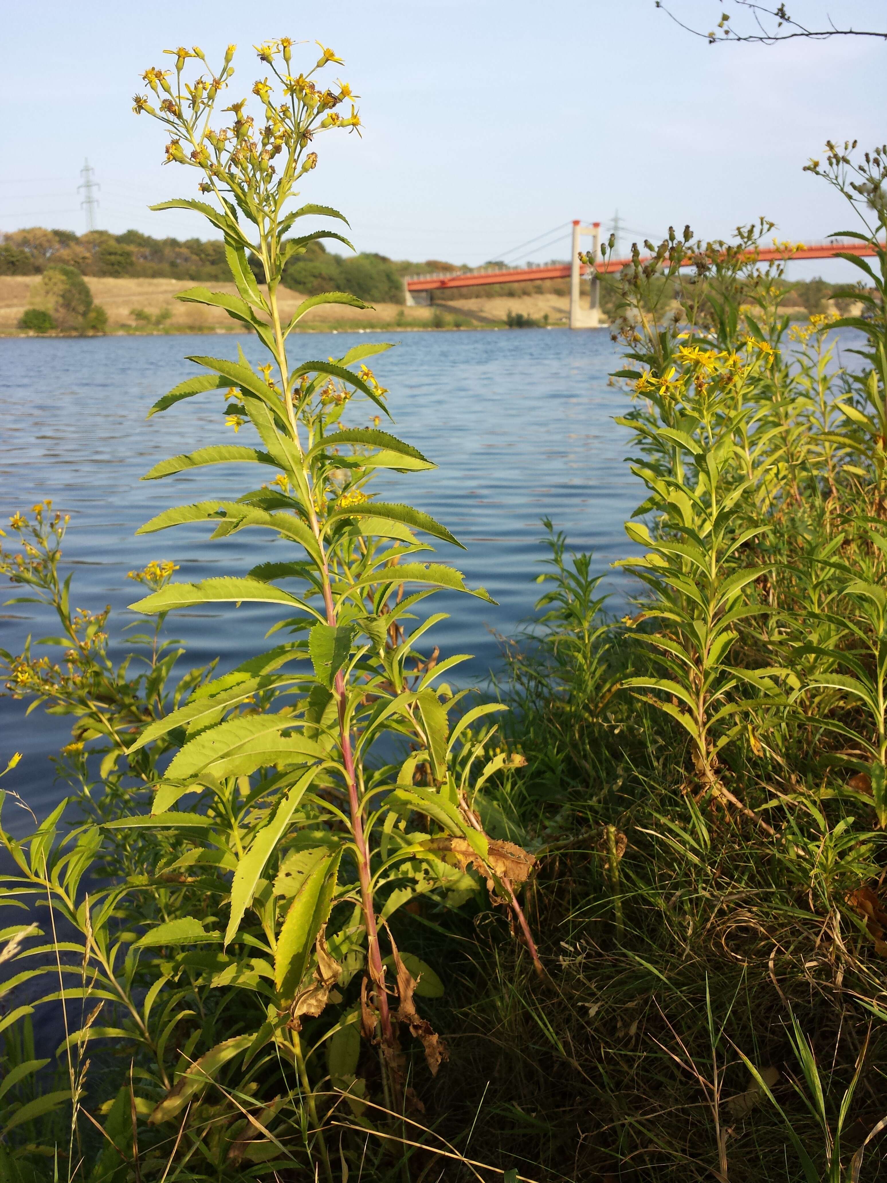 Image of Senecio sarracenicus L.