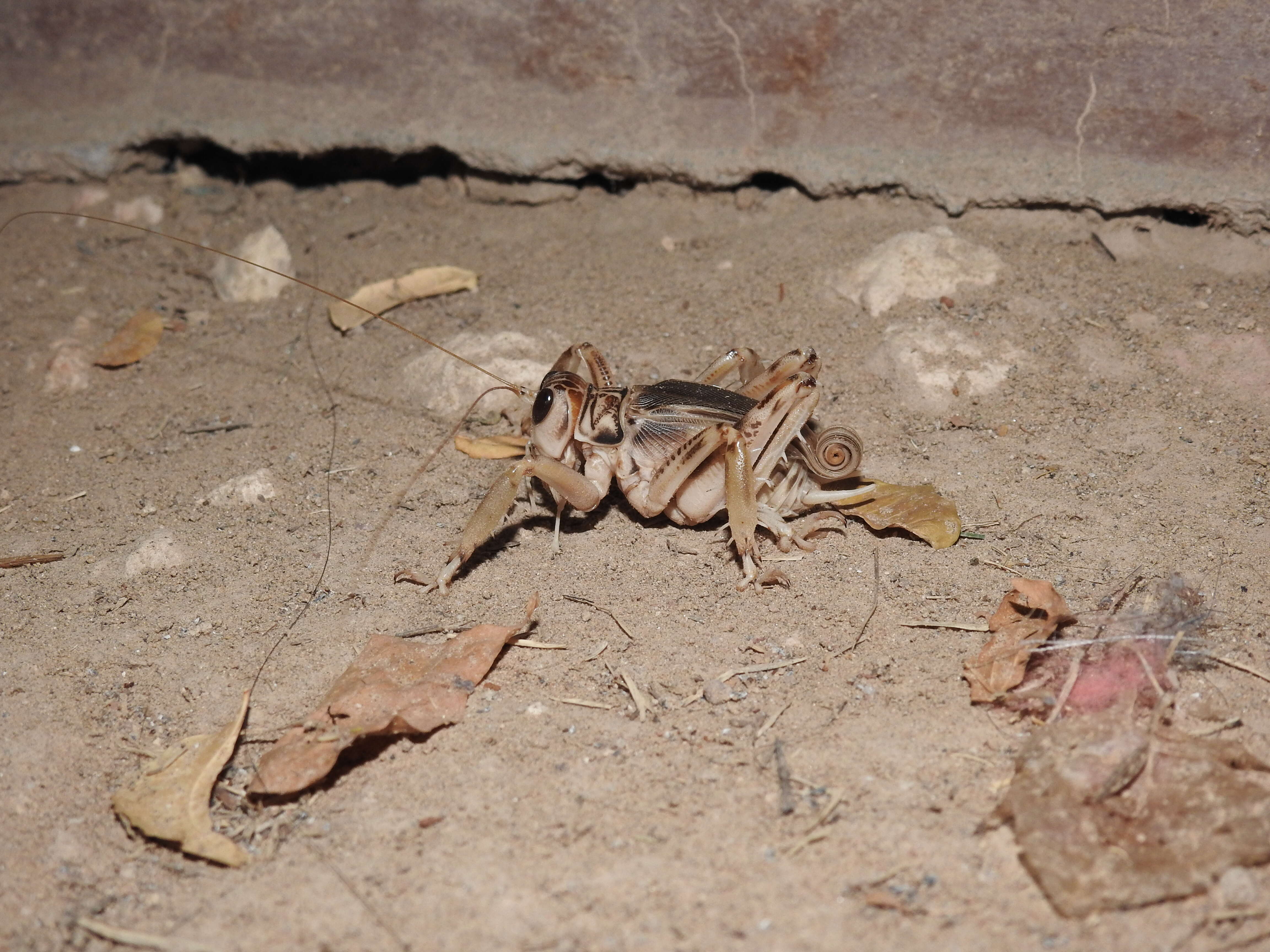 Image of Schizodactylus