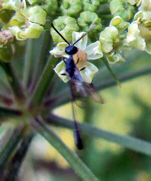 Image of carrot wasps