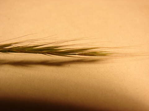 Image of rat's-tail fescue