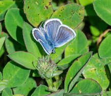 Image of Plebejus idas