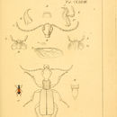 Image of Odacantha (Odacantha) melanura (Linnaeus 1767)