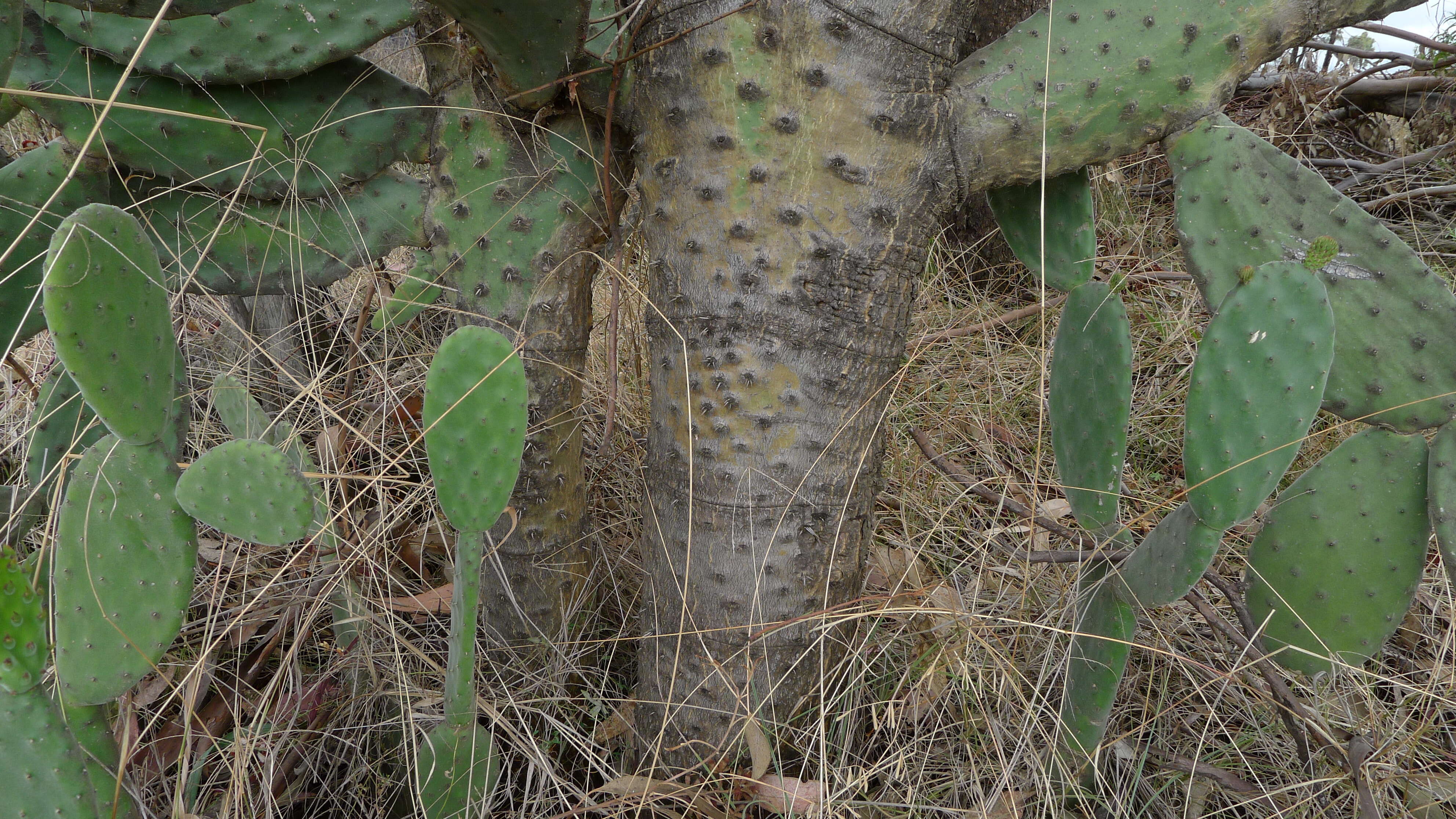 Image of Velvety tree pear