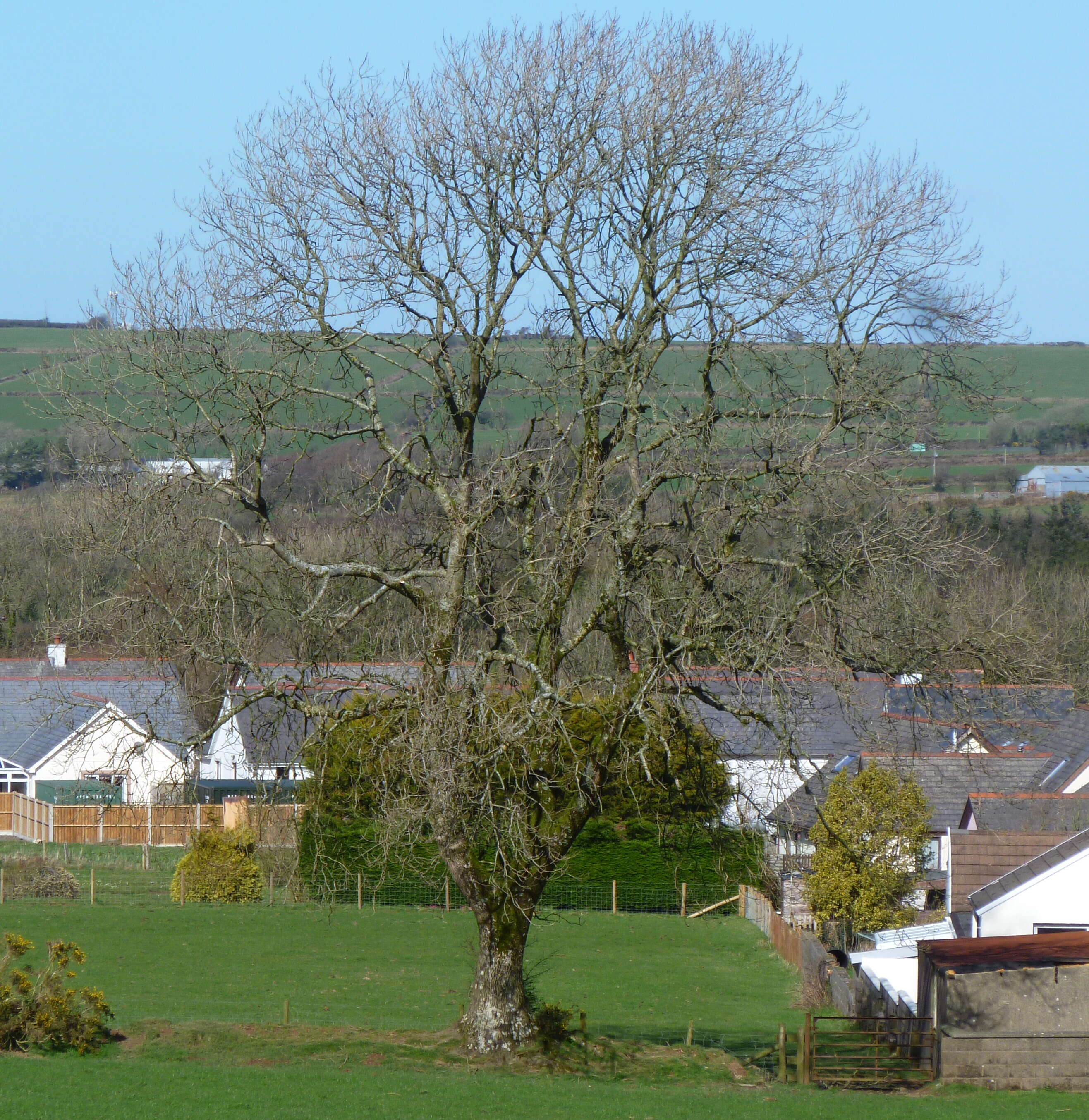 Image of European ash