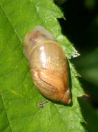 Image of amber snail