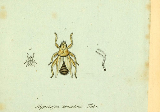 Image of <i>Hippobosca hirundinis</i>