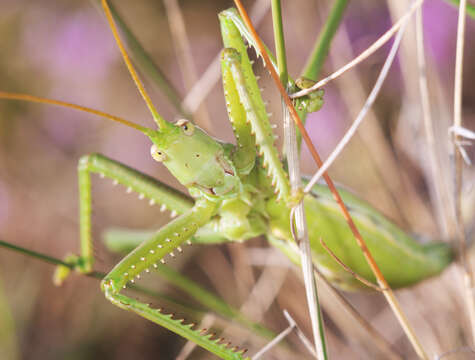 Image of Common Predatory Bush-cricket