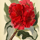 Image of Rhododendron arboreum Sm.