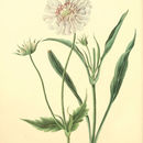 Image of Caucasian pincushion flower