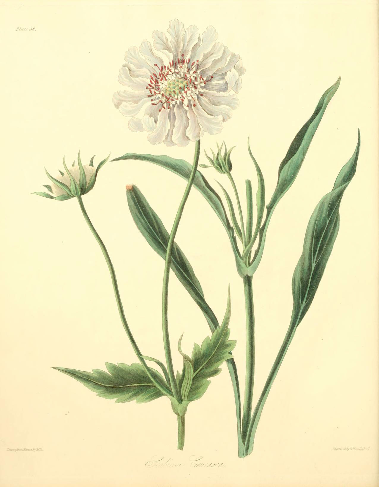 Pincushion Flower Encyclopedia Of Life