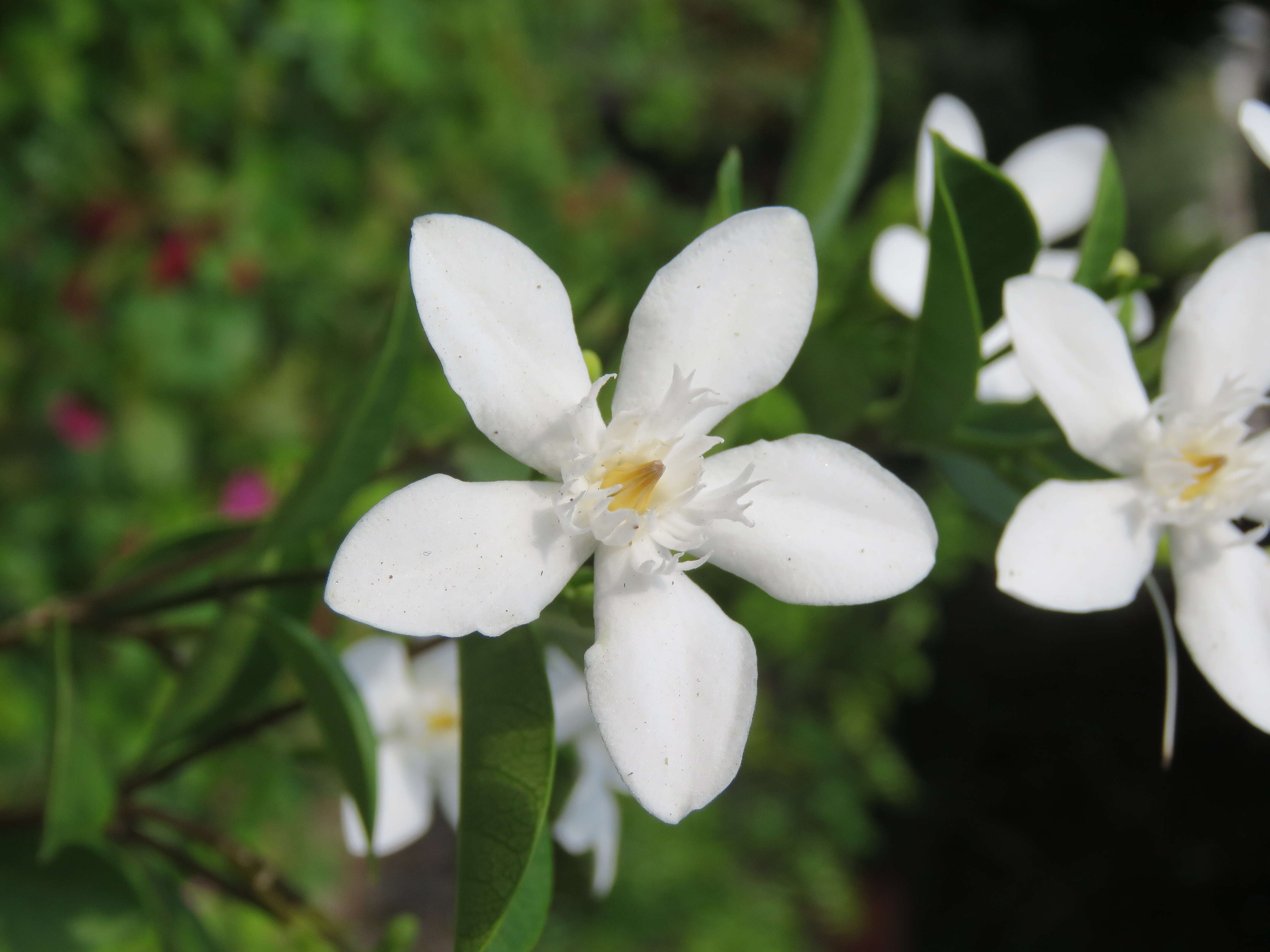 Image of Wrightia antidysenterica (L.) R. Br.