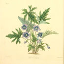 Image of Wood Violets