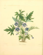 Image of Wood Violets