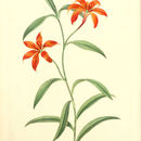 Image of Lilium concolor Salisb.