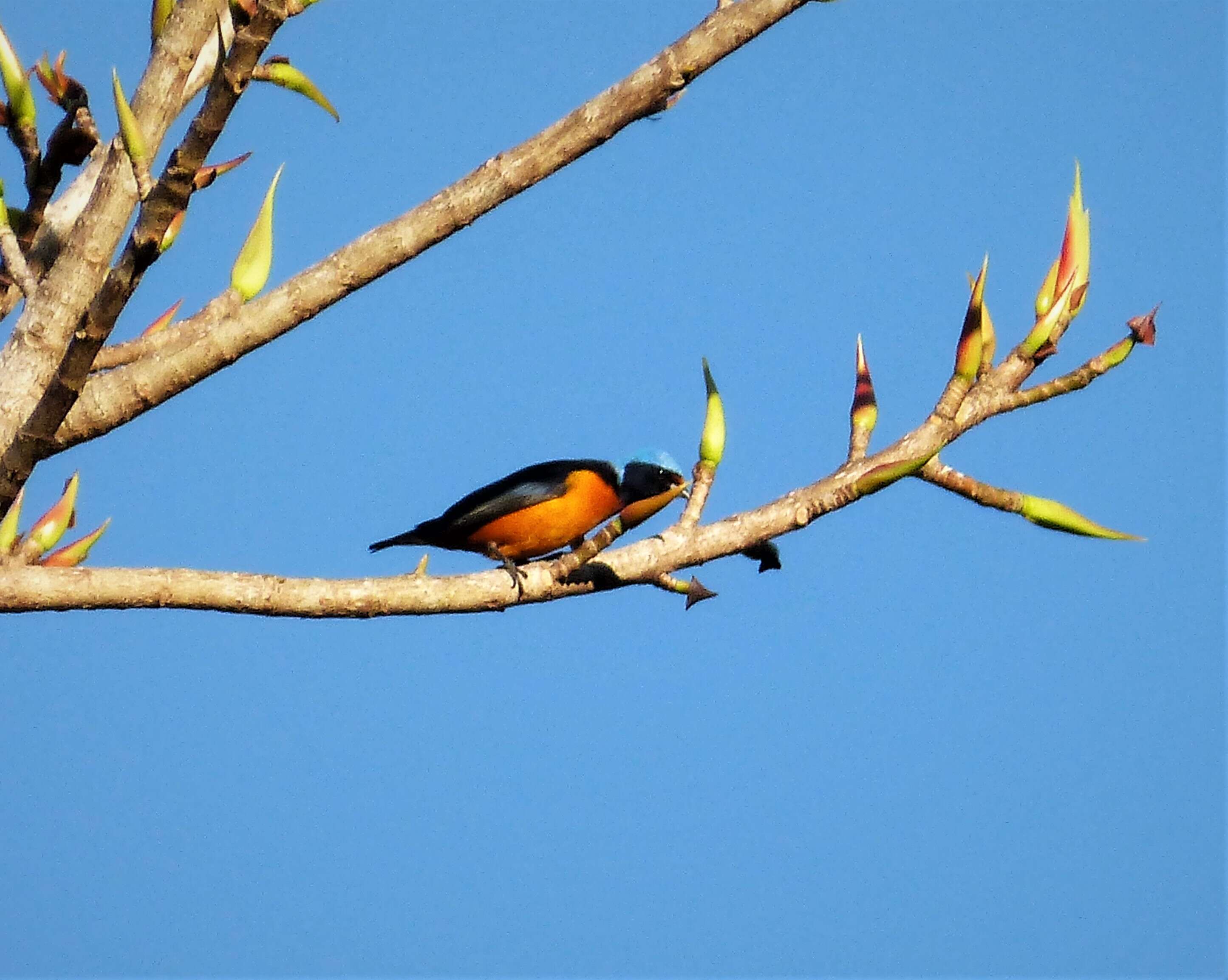 Euphonia elegantissima (Bonaparte 1838)的圖片