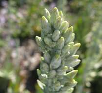 Image of Kalanchoe luciae