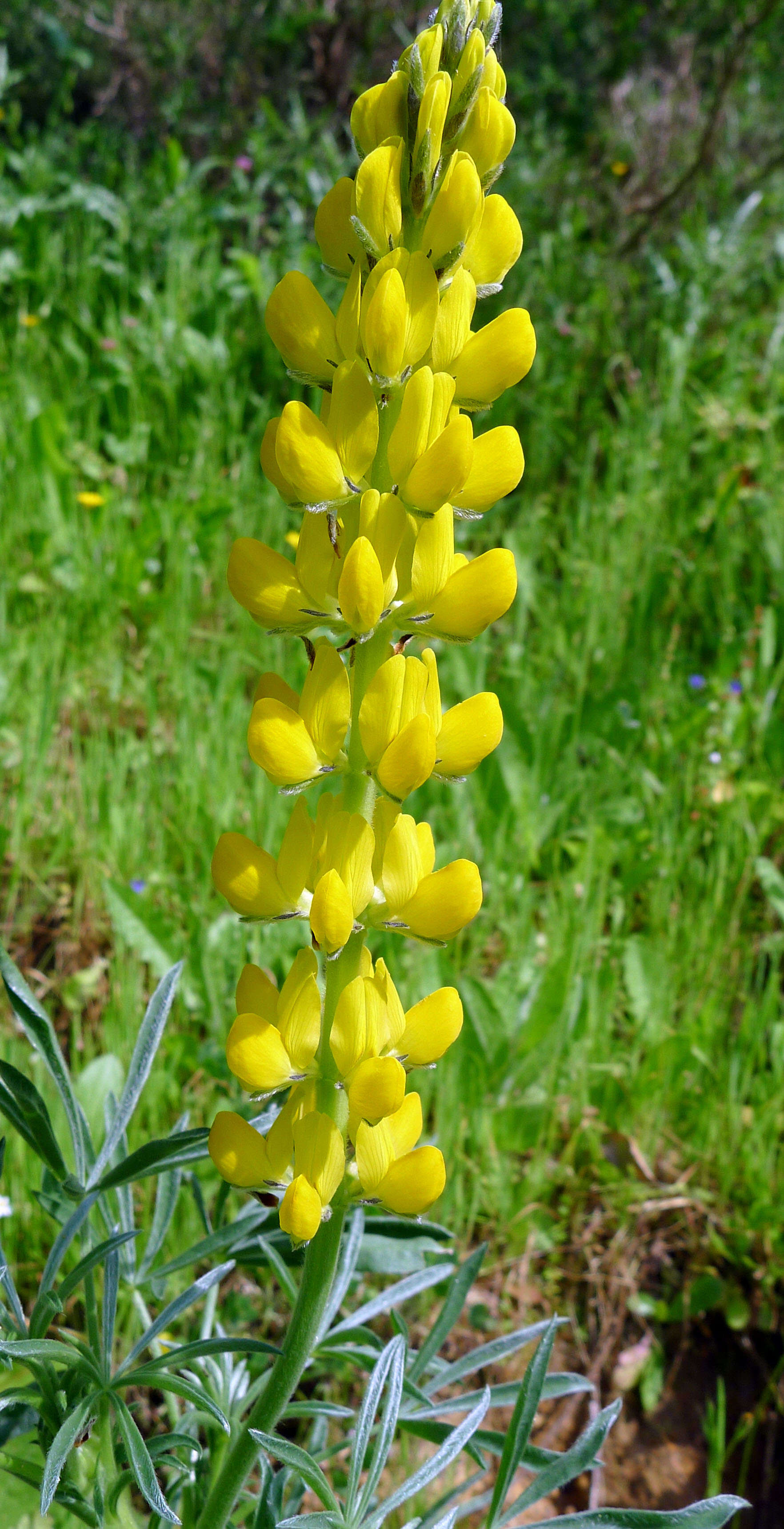 Image of European yellow lupine