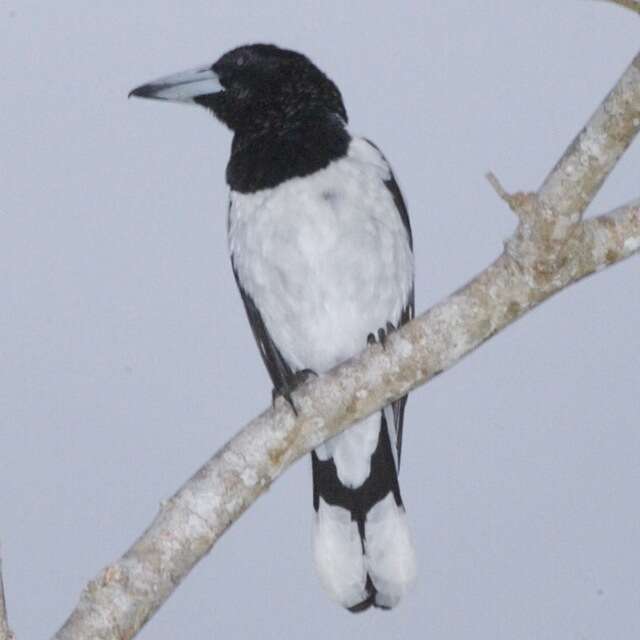 Image of Hooded Butcherbird