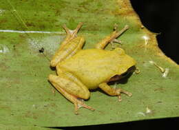 Image of Pseudophilautus amboli (Biju & Bossuyt 2009)