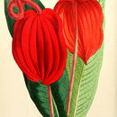 Image of Anthurium scherzerianum Schott