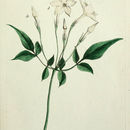 Image of White jasmine