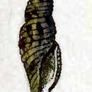 Image of Daphnella pluricarinata (Reeve 1845)