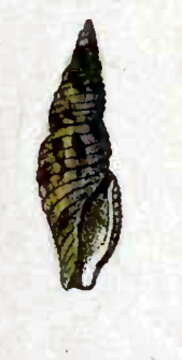 Image of Daphnella pluricarinata (Reeve 1845)