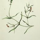 Image of Grass-wrack pondweed