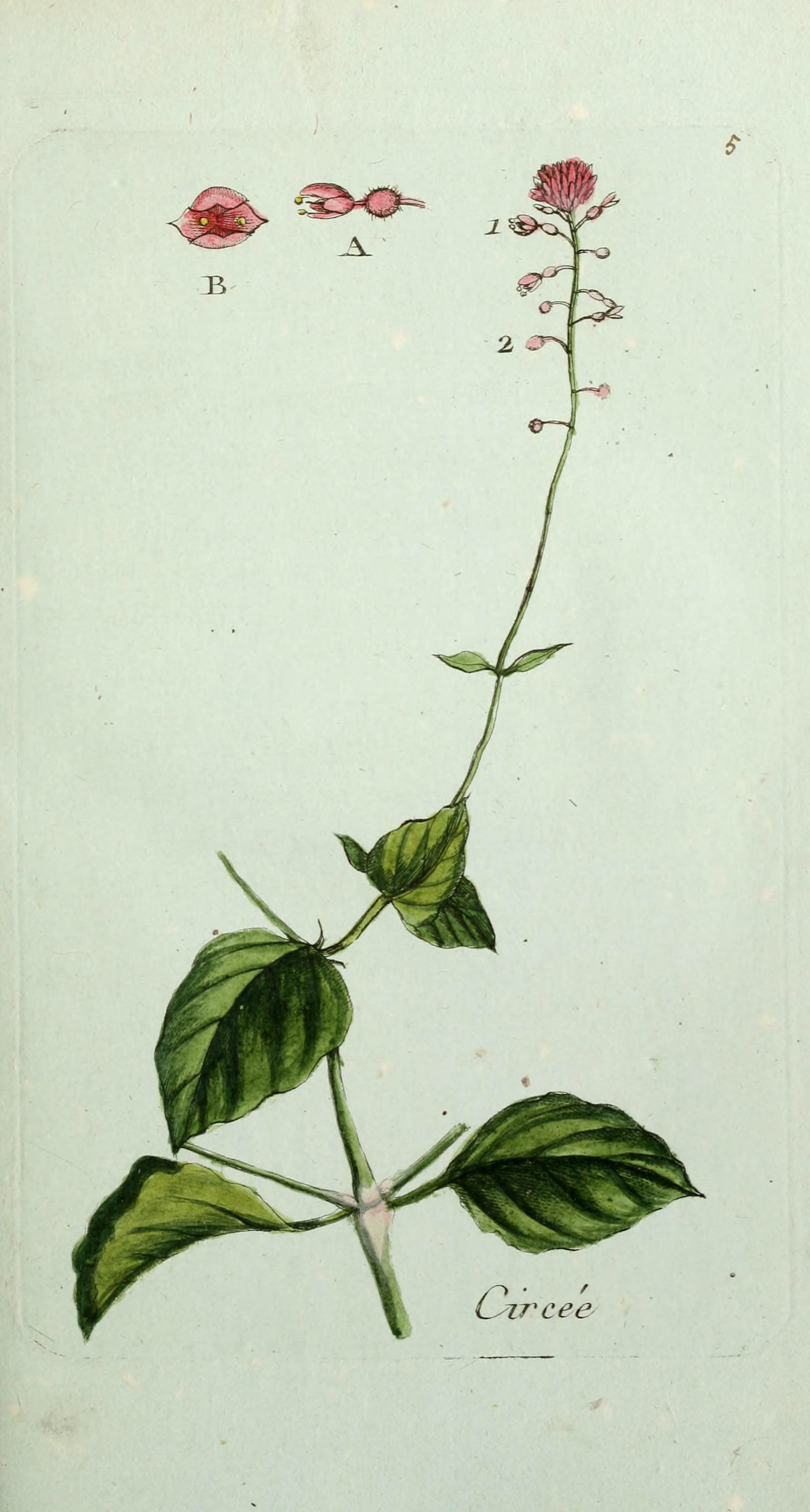 Circaea lutetiana (rights holder: Biodiversity Heritage Library)