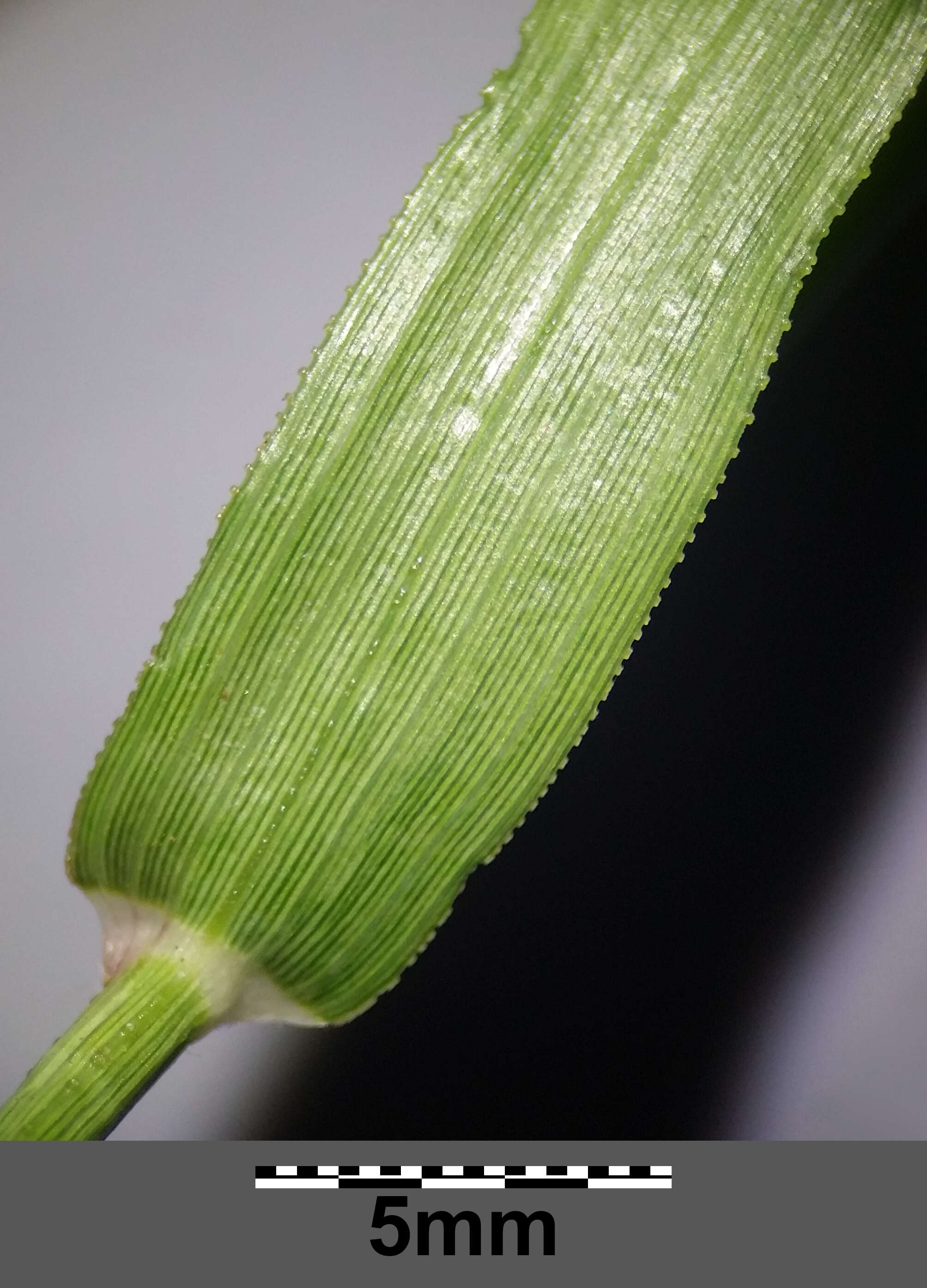 Imagem de Eragrostis cilianensis (All.) Janch.