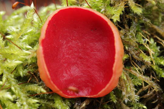 Image of scarlet cup