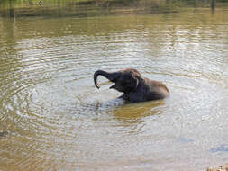 Image of Indian elephant