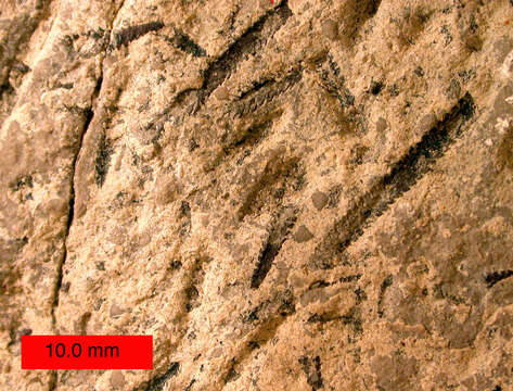 Image of graptolite