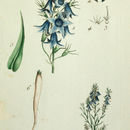 Image of rampion bellflower