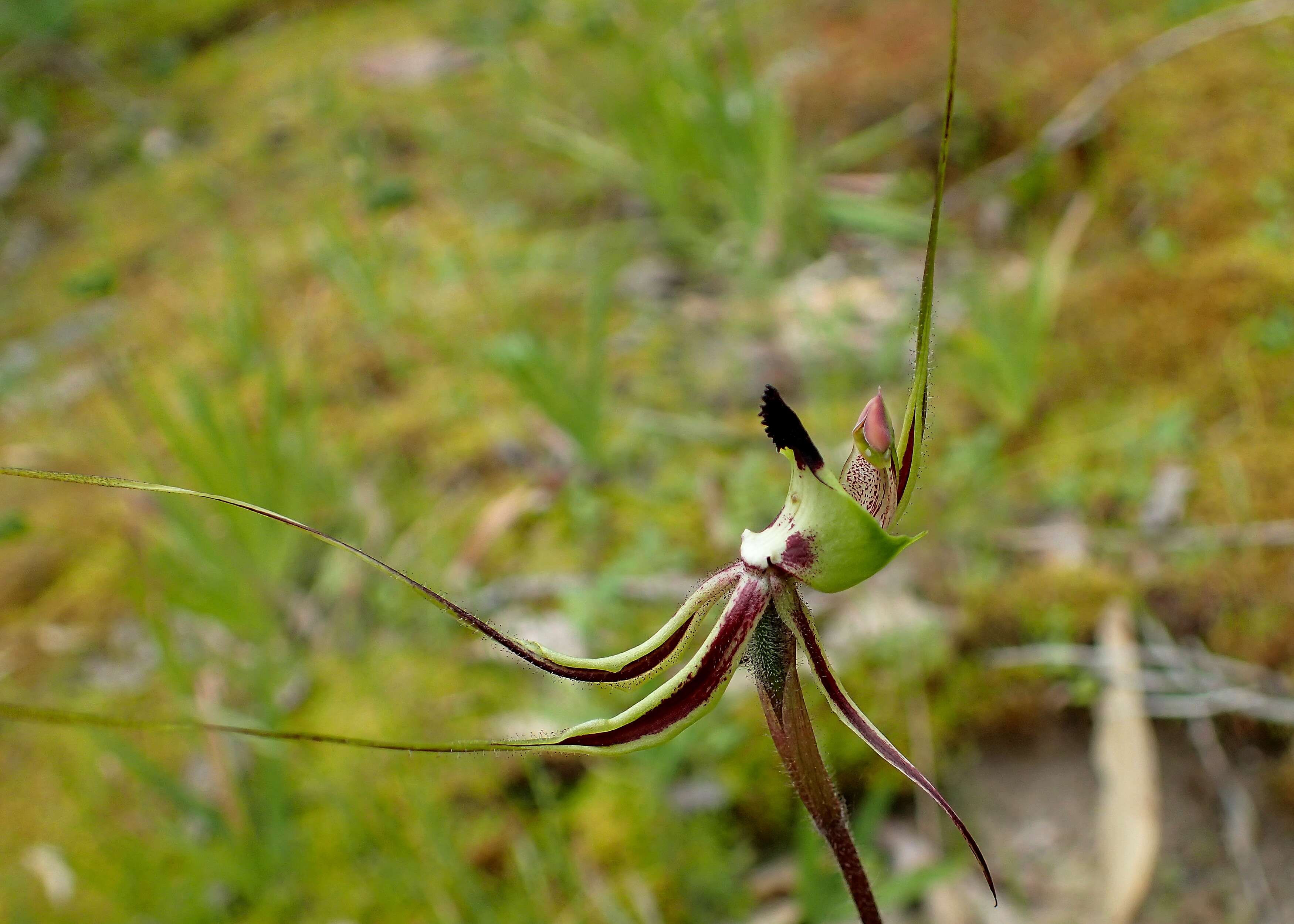 Image of Pointing spider orchid