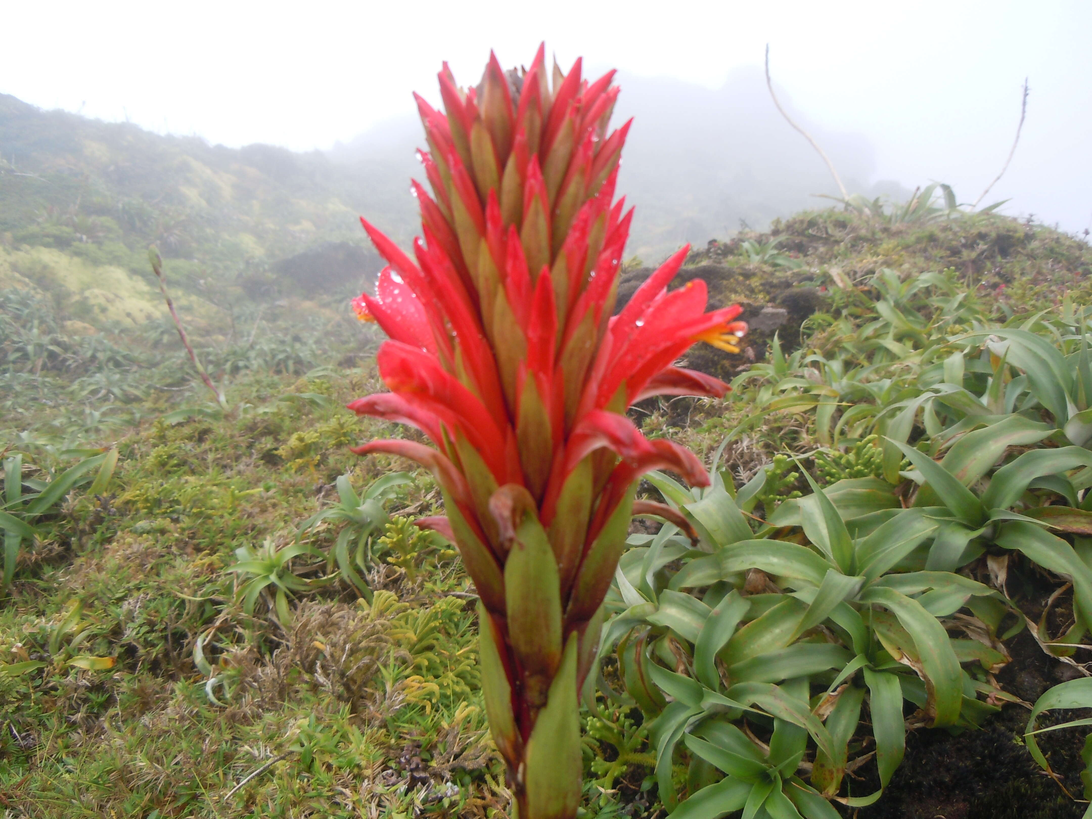 Image of Pitcairnia bifrons (Lindl.) Read