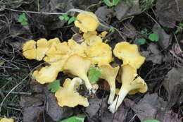 Image of Chanterelle