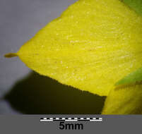 Слика од Lysimachia punctata L.