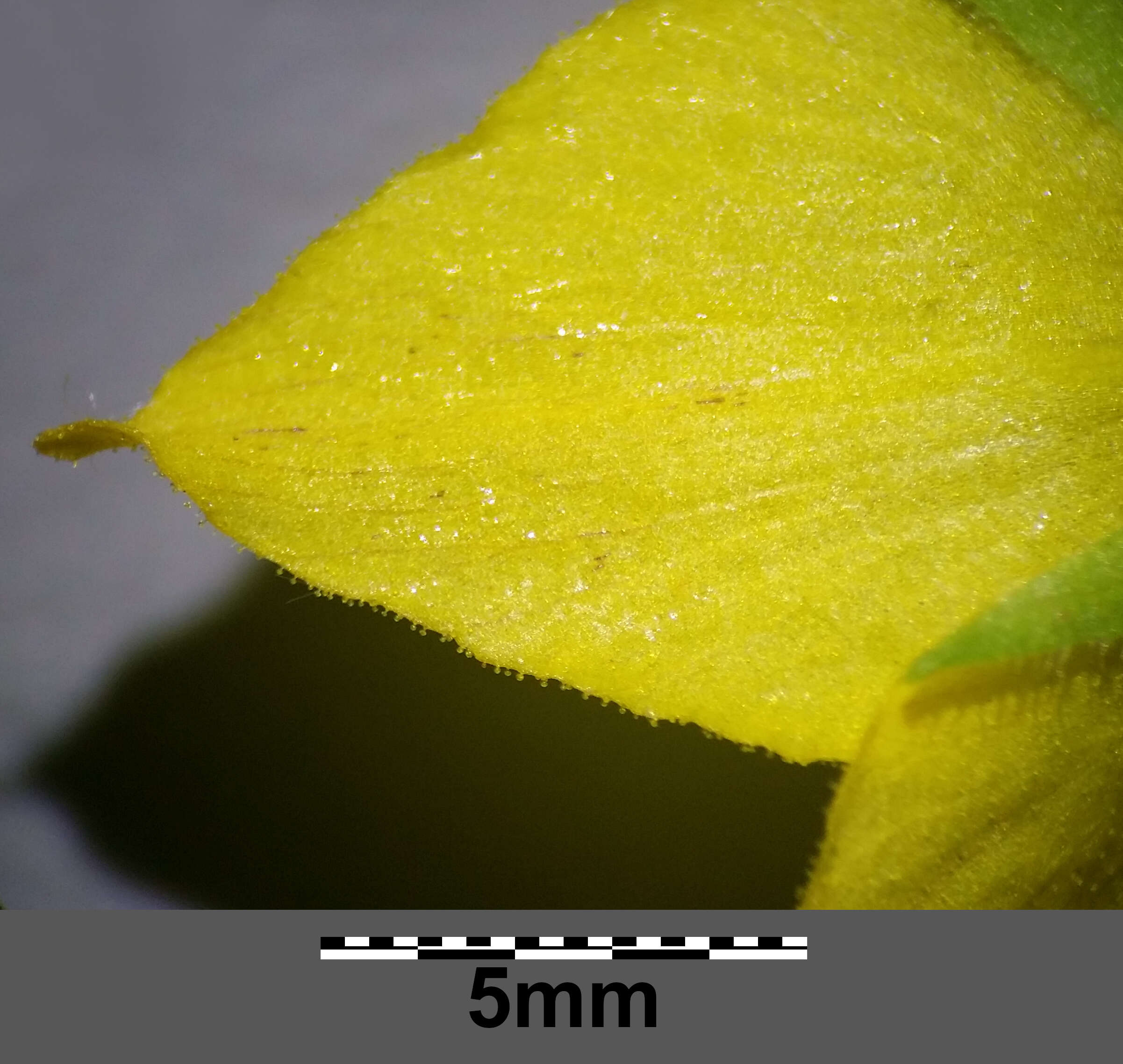 Слика од Lysimachia punctata L.